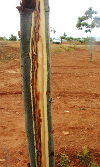 Morte súbita de castanheiros