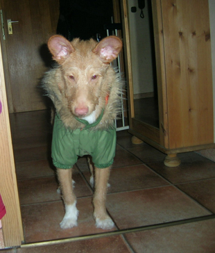 Animais adoptados em Moncorvo