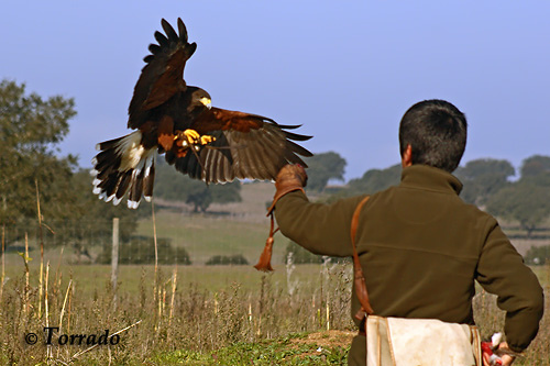 Cetraria não atrai transmontanos