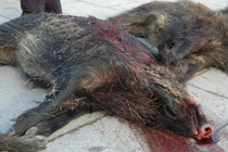 “Querem acabar com a caça”