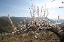 Mogadouro com muita animação
