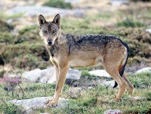 Lobos ameaçados pelo Homem