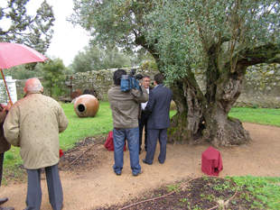 Oliveira milenar recebe certificado