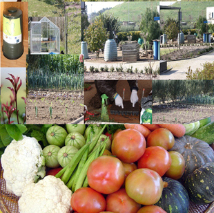 Alfândega oferece terrenos de cultivo