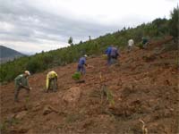Mata Nacional do Reboredo ganha vida