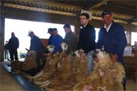 Emparcelamento para viabilizar raça Churra