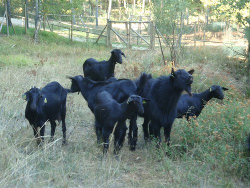 Cabra preta de Montesinho em risco de extinção