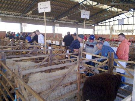 Emparcelamento é imprescindível para ajudar a travar fecho de explorações de ovelhas no planalto
