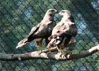 UTAD devolveu águias à liberdade