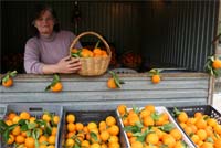 Laranjais inundados pela barragem