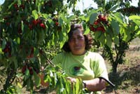 Menos cereja em Alfândega da Fé