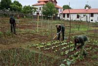 O “FarmVille” do IPB