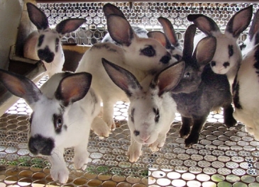 Organizações de caça de Vila Flor rejeitam responsabilidades na apreensão de coelhos