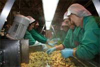 Raios Gama para esterilizar castanha