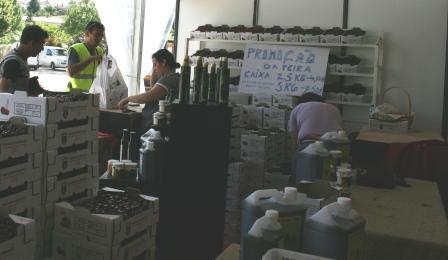 Festa da cereja com passeios de burro e de bicicleta