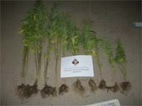 Cannabis apreendida em Mirandela