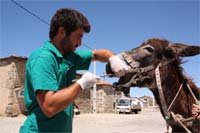 Burros falham “consultas no dentista”