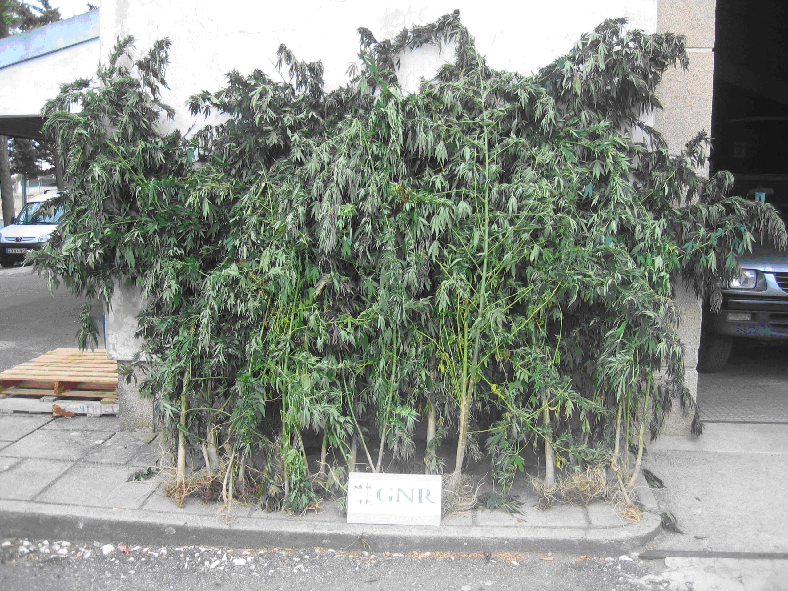GNR de Vila Real desmantelou plantação de cannabis