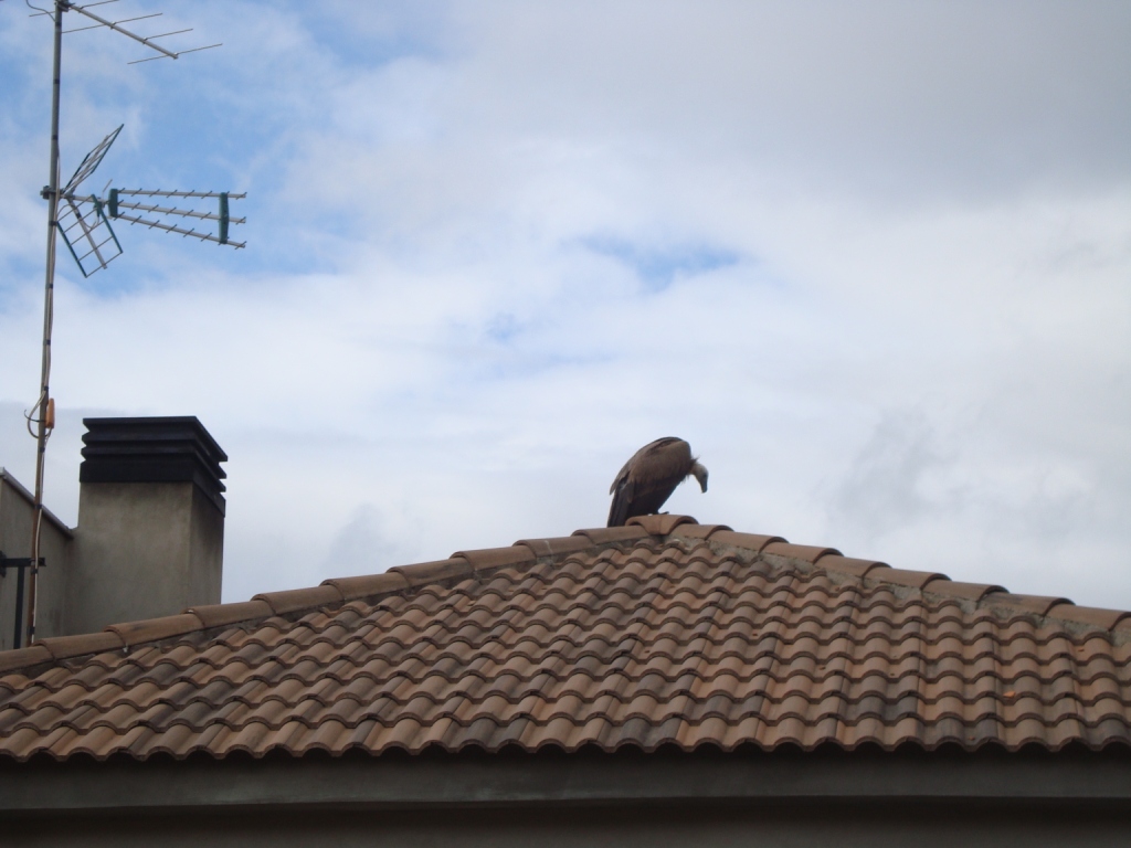 Abutre perdido em telhado de Samil