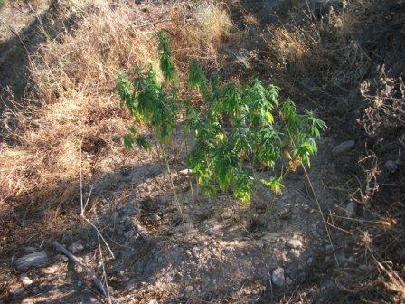 Cannabis em terrenos do Estado