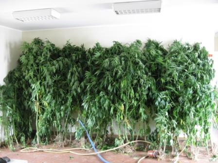 GNR apreende 56 plantas de cannabis dissimuladas em vegetação