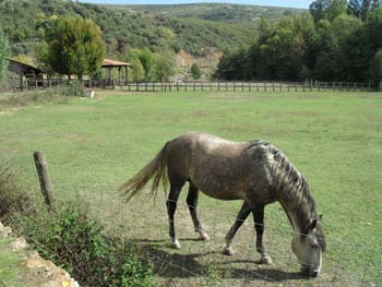 Centro hípico de Macedo regressa ao activo
