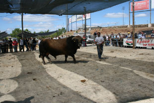 “Um touro sem defeitos”