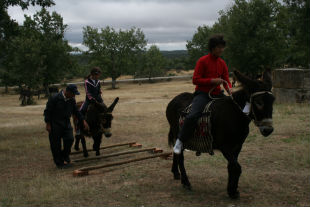 Burros não querem estar sozinhos