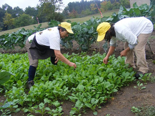 Câmara cede hortas comunitárias