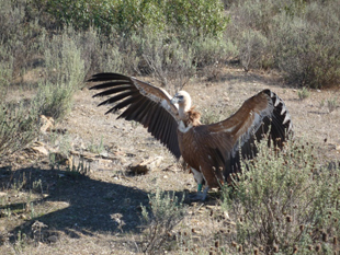UTAD vai libertar três grifos