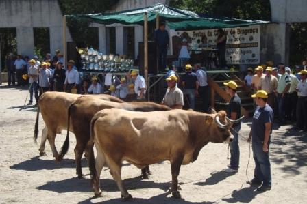 Concurso de bovinos de Bagueixe com poucos participantes devido às vindimas e à brucelose