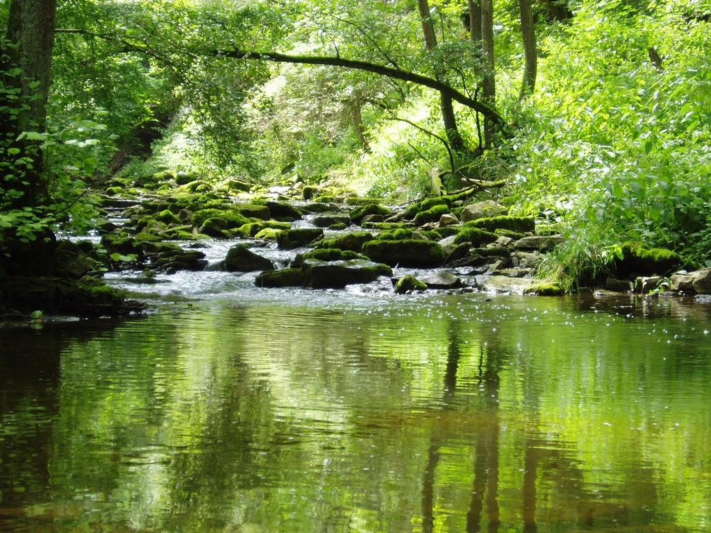 Rios transmontanos pouco adoptados