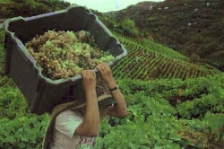 União com comércio é a salvação dos agricultores do Douro