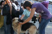 Combate ao abandono dos animais