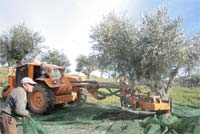 Empresa para tratar e valorizar bagaço da azeitona
