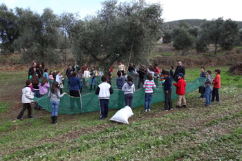 Crianças apanham azeitona