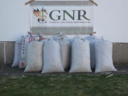 GNR prendeu dois suspeitos de furto de castanhas