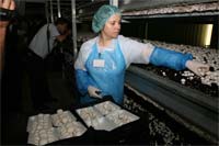 IPB qualifica produção de cogumelos