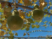 Como se prepara uma cabaça?