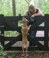 Câmara e associação alemã promovem adopção de cães
