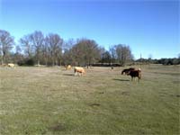 Pastores nordestinos queixam-se da falta de chuva