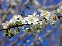 Floração das amendoeiras atrasada