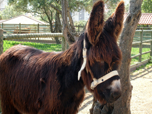Burro mirandês é personagem principal em documentário