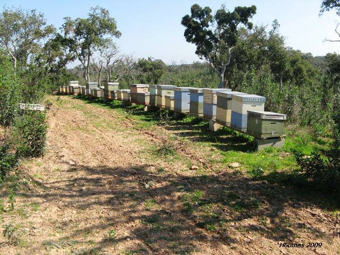 Centenas de colmeias roubadas no distrito de Bragança
