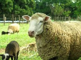 Pastor queixa-se de ter sido assaltado