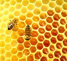 Apicultura é alternativa de emprego para jovens