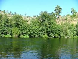 Pescadores denunciam atentado ambiental no rio Rabaçal