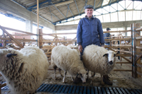 Agricultores do Planalto desesperam pelas ajudas