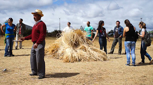 Duas Igrejas recria segada