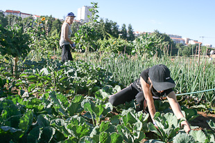 Hortas ganham adeptos